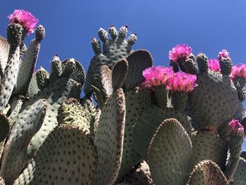 Close-up of succulent plants growing on field against sky