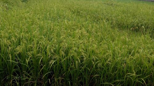 Full frame shot of grass on field