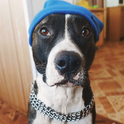 Close-up portrait of dog