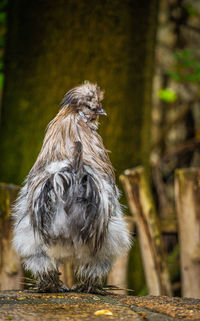 Close-up of bird