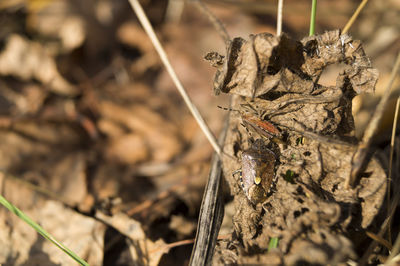 Close-up of plant on field