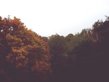 Scenic view of trees against clear sky