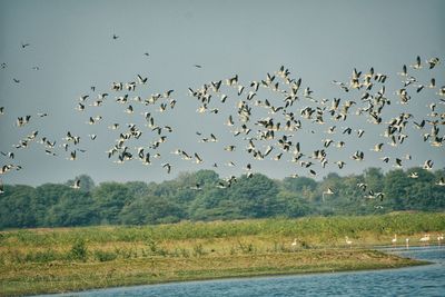 Flock of birds flying in the sky