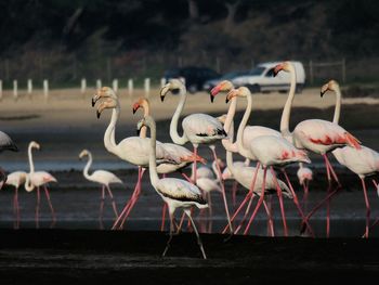 Flock of birds in water