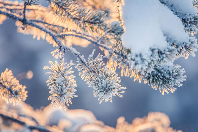 Close-up of frozen plant during winter