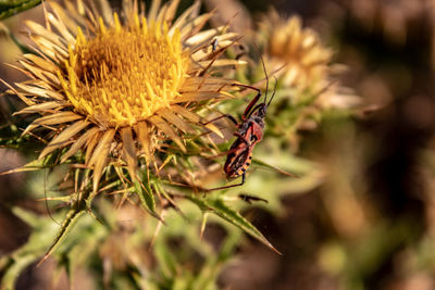 Close-up of insect on flower