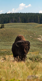 Lone, wild bison in a field in yellowstone national park.