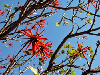 Low angle view of flower tree against sky