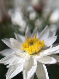 Macro shot of yellow daisy flower