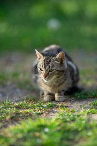 Cat looking away on field