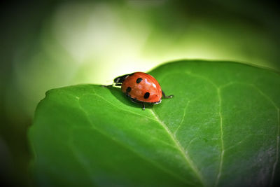 Close-up of ladybug on leaf