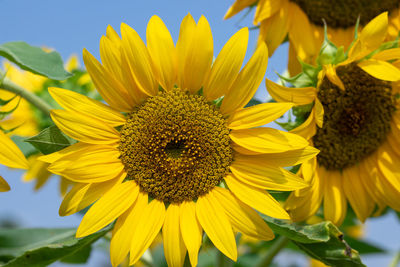 Close-up of sunflower