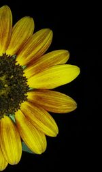 Close-up of flower over black background