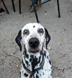 High angle portrait of dog on footpath