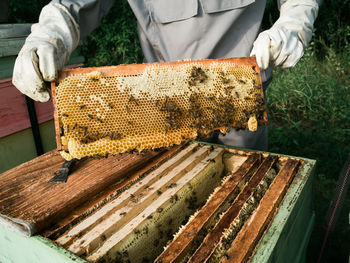 Close-up of bee on field