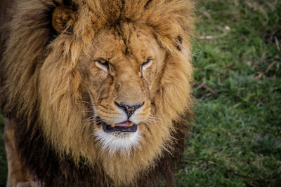 Close-up portrait of lion