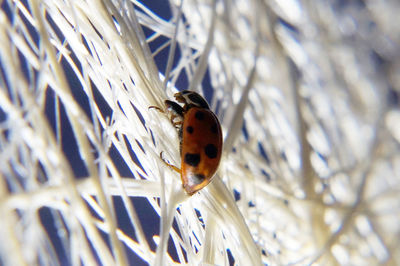 Close-up of bee perching on plant