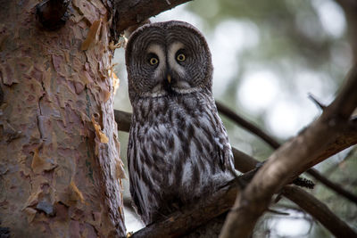 Low angle view of bird perching on tree