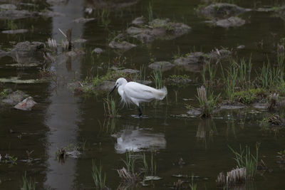 View of birds in lake