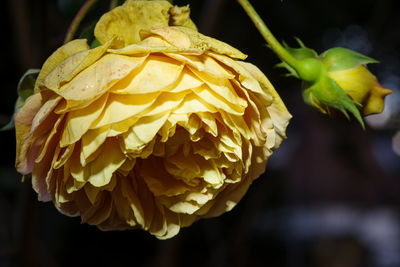 Close-up of wilted rose flower