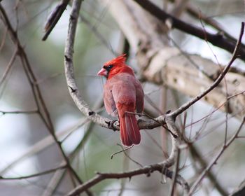 Close-up of bird perching on branch