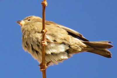 Low angle view of owl perching against clear blue sky