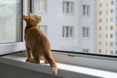 Ginger tabby kitten sits on the window sill with a protective mosquito and anti-vandal anti-cat net 