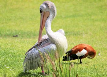 Bird standing on field