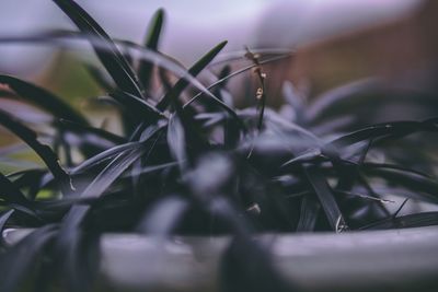 Close-up of plant