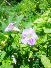 Close-up of purple flowering plant