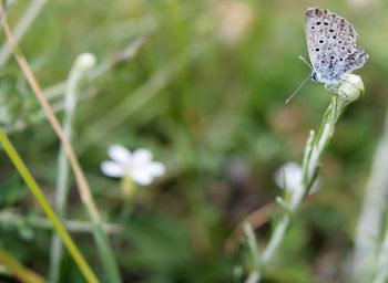 Close-up of insect on plant