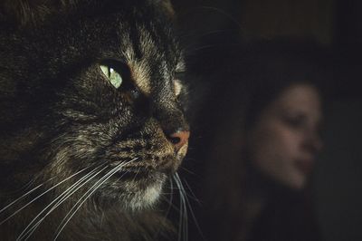 Close-up of a cat