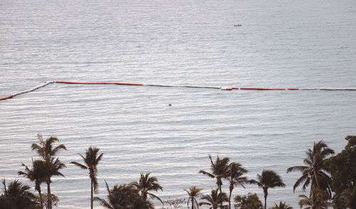 High angle view of palm trees on beach