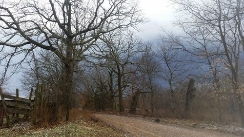 Bare trees on field against sky