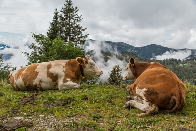 Two cows lying on a field ID 92915269