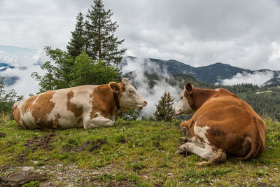 Two cows lying on a field