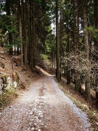 Dirt road amidst trees in forest