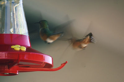 Close-up of a bird flying