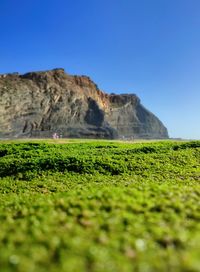 Surface level of field against clear blue sky