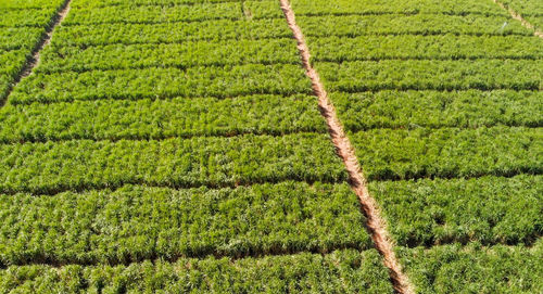 Scenic view of corn field