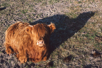 Horse in a field