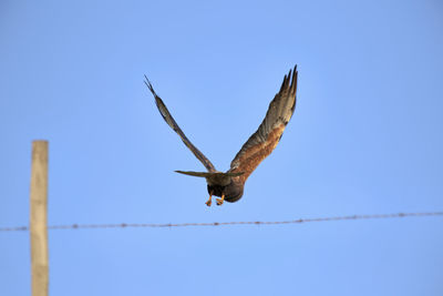 Low angle view of bird flying