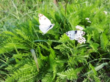 Close-up of white flowers on grass