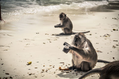 Monkey sitting on beach