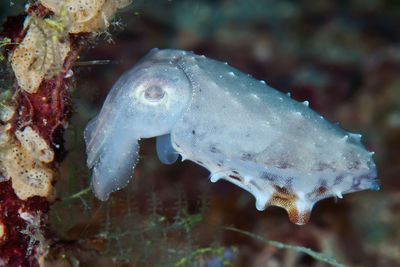 Close-up of fish swimming in sea