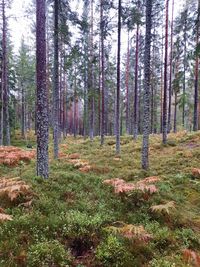 Trees in forest