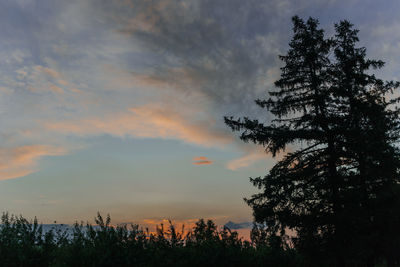 Low angle view of silhouette trees against sky during sunset