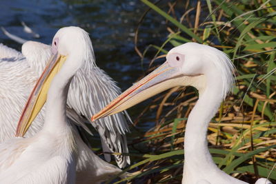 Close-up of pelican on lake