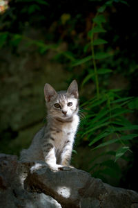 Portrait of cat sitting outdoors
