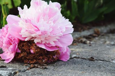 Close-up of pink flowers